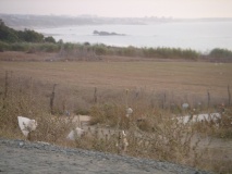 DSC02529