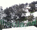 PIC00064