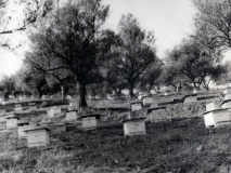 apiculture Thenia 75-04