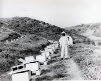apiculture Thenia 75-2