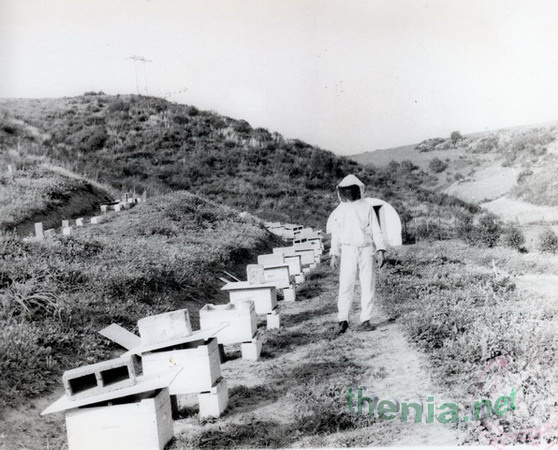 apiculture_Thenia_75-2.jpg