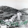apiculture Thenia 75-2