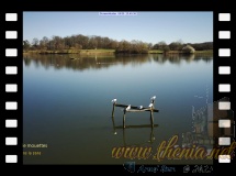 Lac du Coq - Roissy en Brie